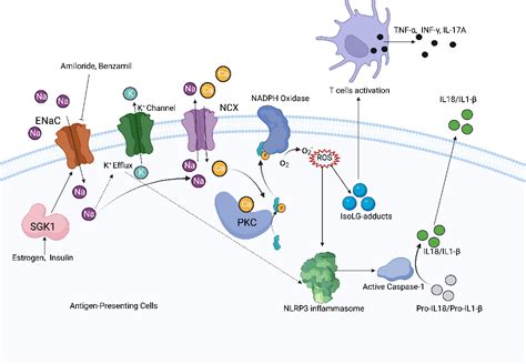 Figure 1 From Role Of Epithelial Sodium Channel Related Inflammation In