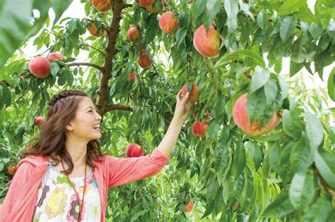 桃狩りは8月が旬！福島県の果樹園に桃狩りへ行こう