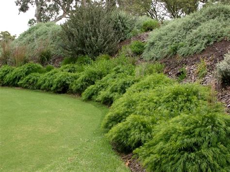 Acacia Cognata Mini Cog Wholesale Nursery Nurseries In Melbourne