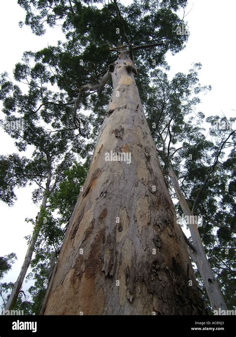 Karri Trees In Beedelup National Park Pemberton Western Australia