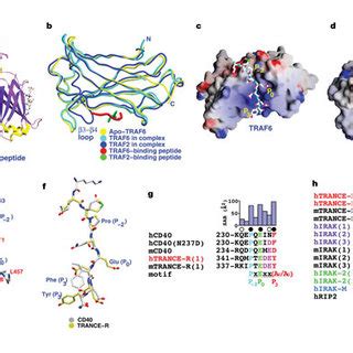 TRAF6 Structures A Ribbon Diagram Of The TRAF Domain Of TRAF6 In