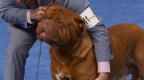 National Dog Show 2023: Working Group (full judging) - NBC Sports