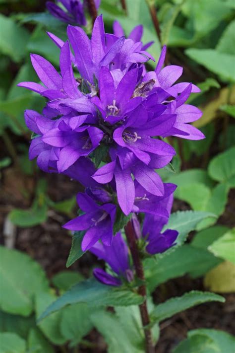 21 Best Purple Perennial Flowers for Your Garden