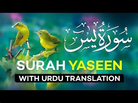 Surah Yaseen Urdu Tarjuma Ke Sath Quran Recitation With Urdu