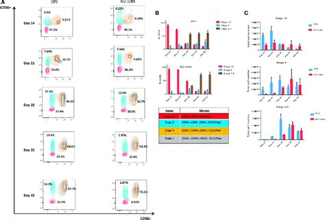 A Contour Plots Representing The Different Natural Killer Nk Cell