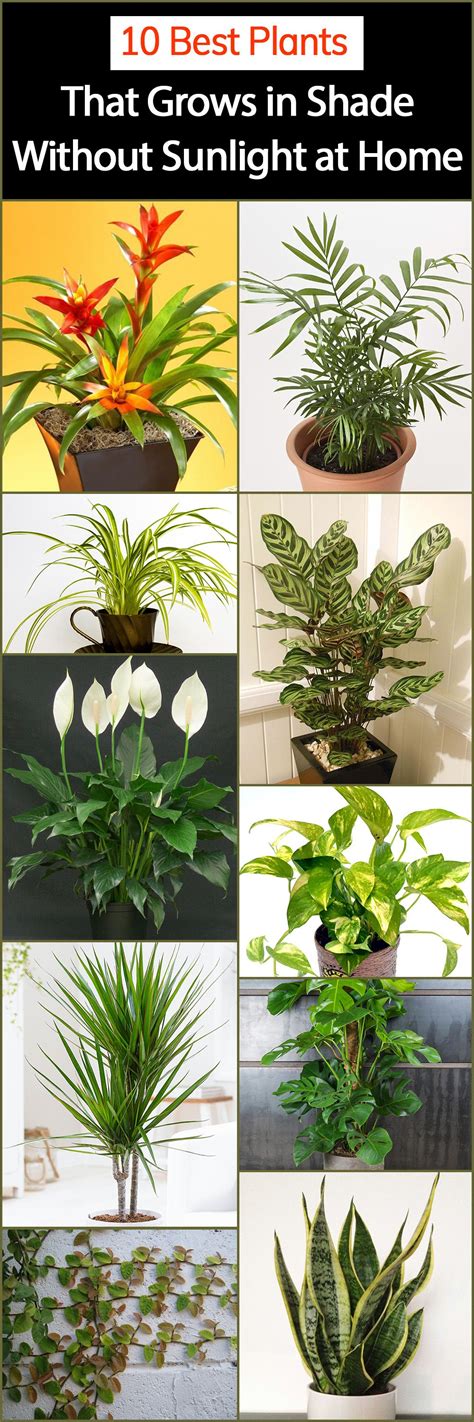 Indoor Flowering Plants No Sunlight