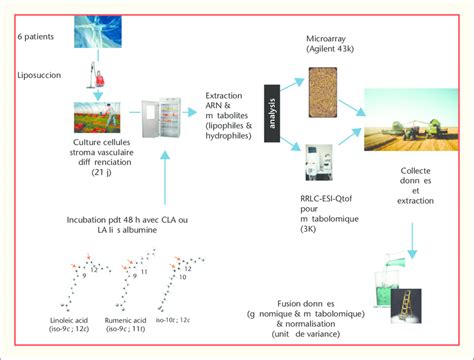 Sch Ema G En Eral Du Protocole Utilis E Pour L Analyse Multi Omique Des