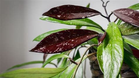 Everything to Know About the Many Types of Hoyas - The Practical Planter