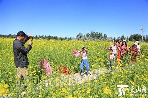 【高清组图】克拉玛依市乌尔禾区数百亩油菜花盛开醉游人 天山网 新疆新闻门户