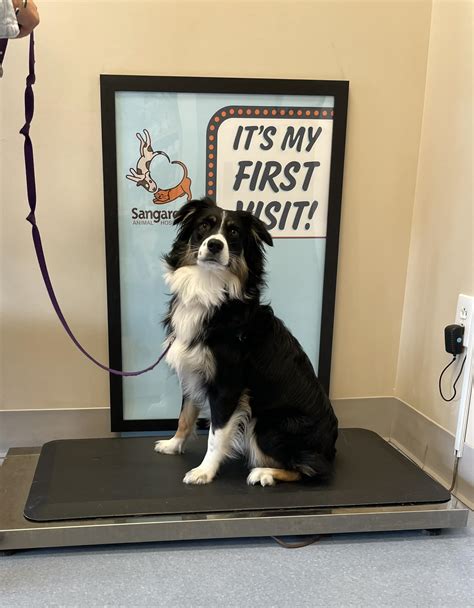 faulkner animal hospital sc 6