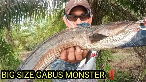 Rejeki Nomplok Mancing Ikan Gabus Purba Tepat Di Sarang Nya Youtube