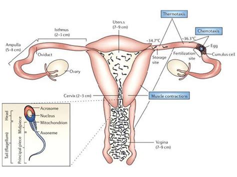 Inject The Sperm Into The Uterus With The Best Quality Sperm Dhc