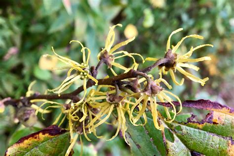 Witch Hazel Hamamelis Virginiana Seashore To Forest Floor