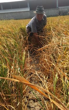 192 Hektare Sawah Di Kabupaten Serang Gagal Panen Radarbanten Co Id