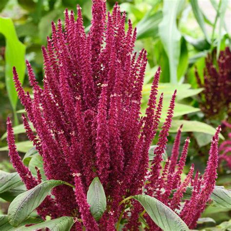 Amaranthus Seeds Amaranthus Cruenthus Red Spike Flower Seed