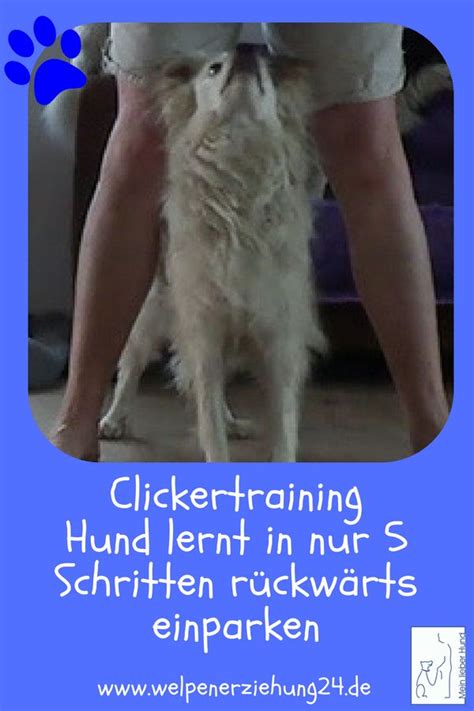 Clickertraining Rückwärts einparken üben mit nur 5 Schritten