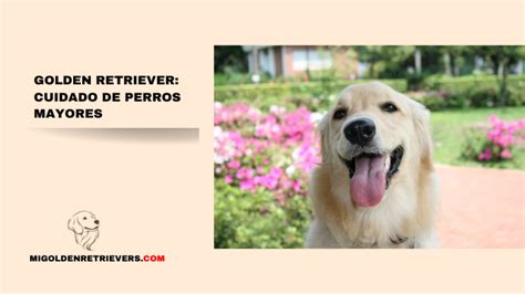 Golden Retriever Cuidado De Perros Mayores Migoldenretrievers