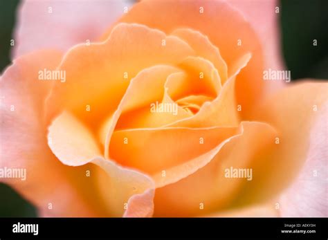 Harkness roses hi-res stock photography and images - Alamy