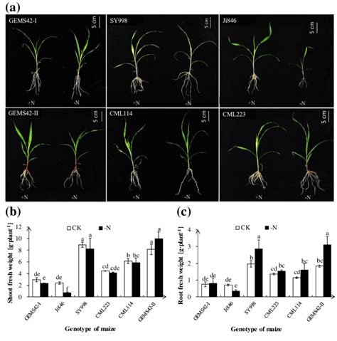 The Morphological Appearance A Roots Biomass B And Shoots Biomass Download Scientific