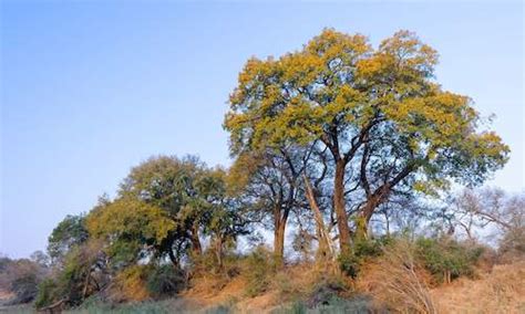 Trees of South Africa - South African Indigenous Trees List