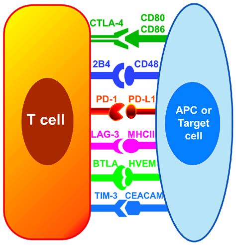 Inhibitory Immune Checkpoints On Immune Cells Interaction Among Immune