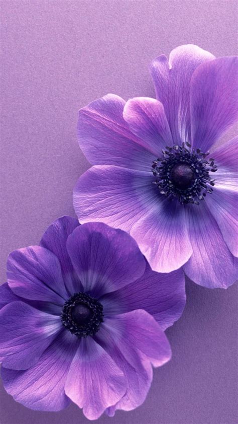 X Px P Descarga Gratis Flores Moradas Flor Flor Flores