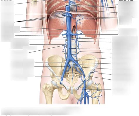 veins of abdominal cavity Diagram | Quizlet