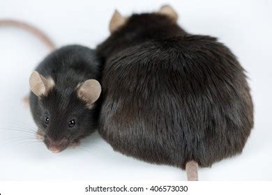 4,131 Mouse Diet Images, Stock Photos & Vectors | Shutterstock