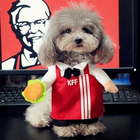 Pet Halloween Costumes Dog Costumes Kfc Cute Puppies Dogs And