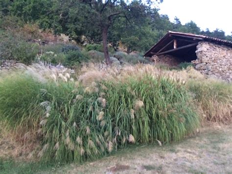 Miscanthus flowering - Lindy Sinclair