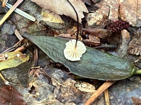 Marasmius Bulliardii The Ultimate Mushroom Guide