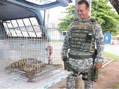 Resgate De Animais Silvestres Aumenta Em Na Pandemia R Dio Pe O