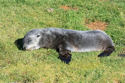 Eared Seal Stock Photo - Download Image Now - Fur Seal, Animal, Animals ...