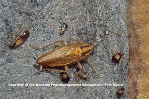 Cockroach Identification: How to Tell Different Types of Cockroaches Apart