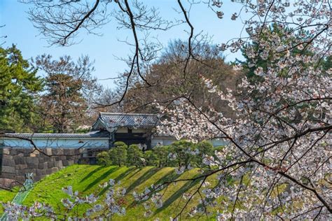 As Flores De Cerejeira Florescem Na Primavera Ao Redor Do Parque Tokyo