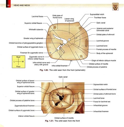 BD Chaurasias Human Anatomy Volume 3 Head Neck And Bra Flickr