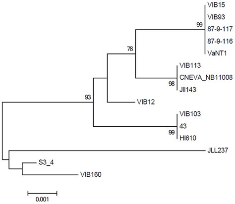 Maximum Likelihood Phylogram Based On A Bp Concatamer Of S Rrna