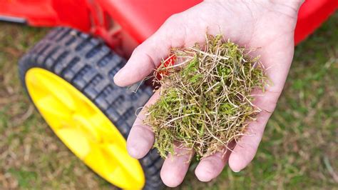 Gift Im Rasen Durch Moos Entferner Ndr De Ratgeber Garten