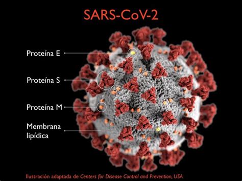 Los Tipos De Coronavirus Que Infectan Humanos