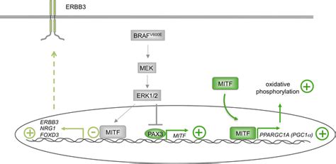 Schematic Overview Of The Effect Of The Mapk Pathway On Mitf In