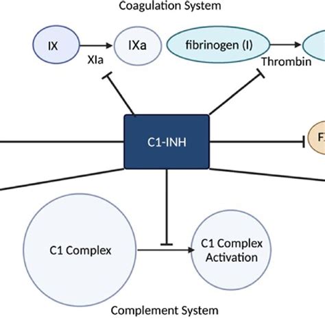 The Normal Functions Of The C Esterase Inhibitor Protein C Inh