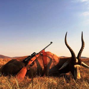 Blesbok Hunting South Africa | AfricaHunting.com