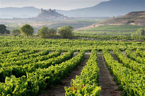 Los mejores viñedos de España para hacer catas de vino Mi Viaje