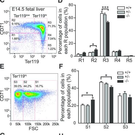 Tmod Fetal Liver Erythroblasts Display Increased Apoptosis