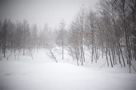 Winter landscape in a blizzard-5342 | Stockarch Free Stock Photo Archive