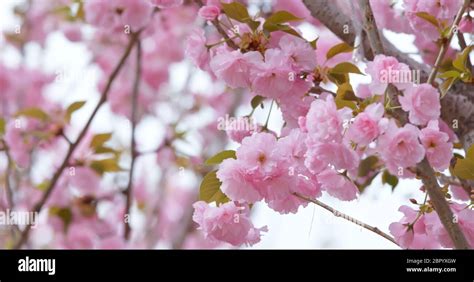 Taiwan cherry blossom Stock Photo - Alamy