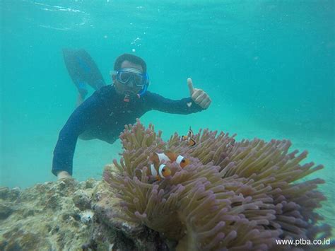 Bukit Asam Coral Reef Conservation on Pahawang Island | PT Bukit Asam Tbk