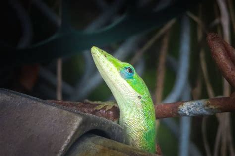 Anole Mating, Reproduction, Courting • The Wannabe Naturalist