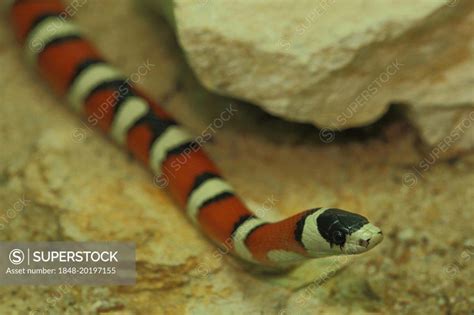 Arizona king snake, striped, triangle snakes (Lampropeltis pyromelana), triangle snake ...