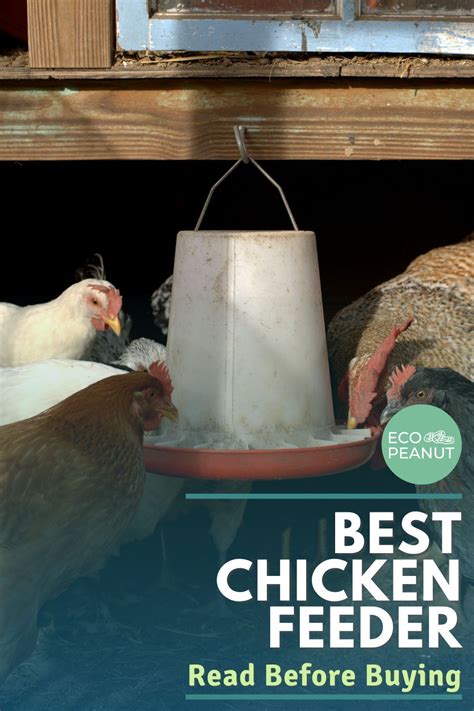 Automatic Chicken Feeder The 7 Best Chicken Feeders 2021 Chicken